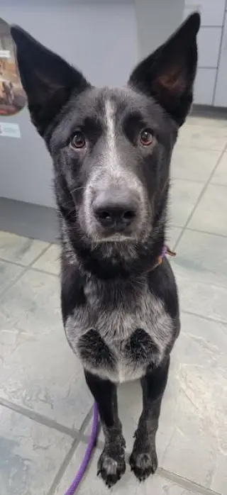 Louie