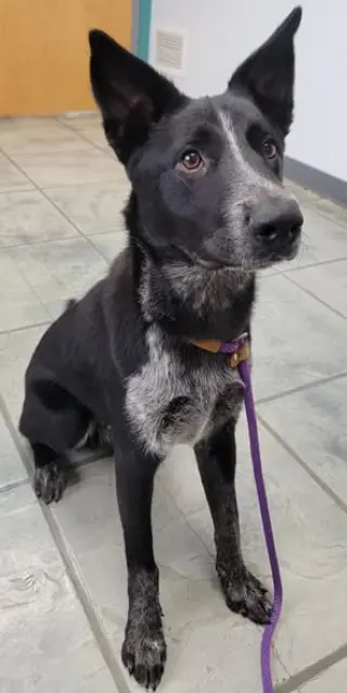 Louie