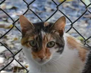 Cali