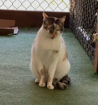 Cali