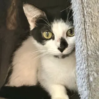 Makani