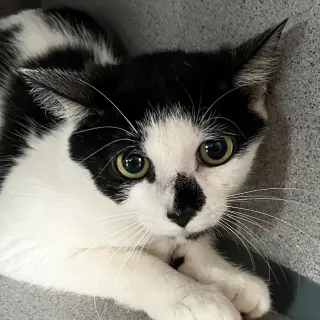 Makani