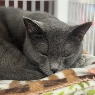 Gracie