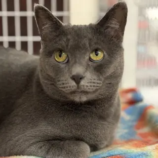 Gracie
