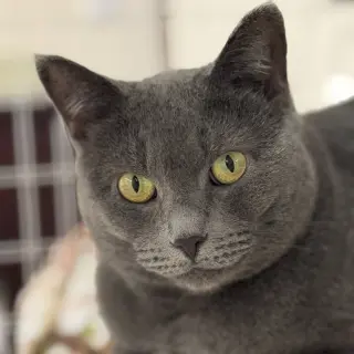 Gracie