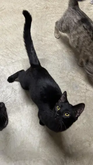 Ruckus