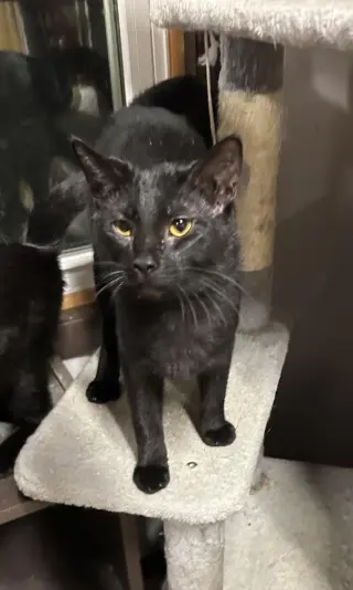 Ruckus