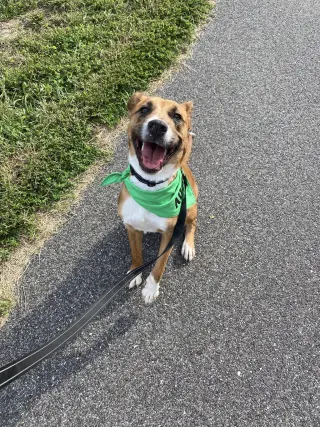 ODIN