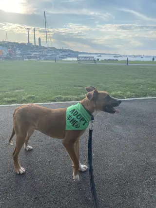 ODIN