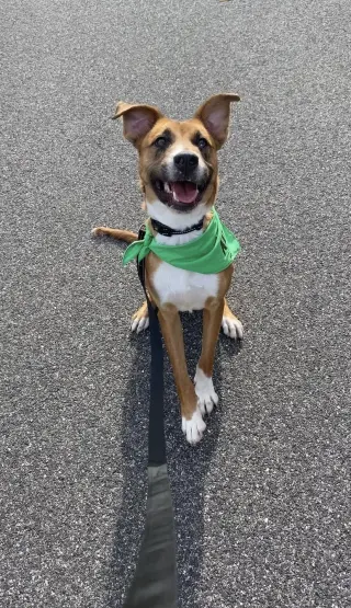 ODIN