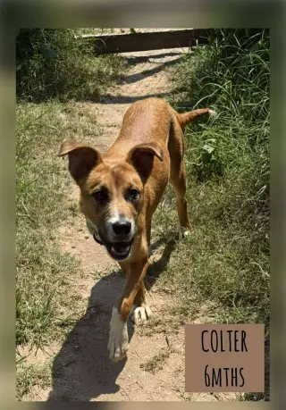 ODIN