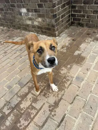 ODIN