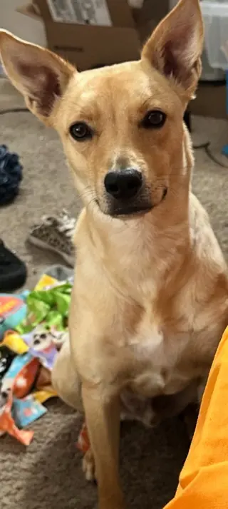 Bo