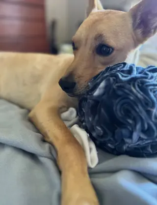 Bo
