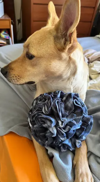 Bo