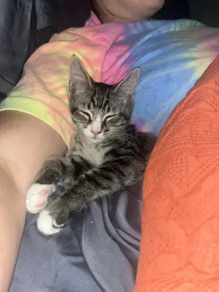 Sammy