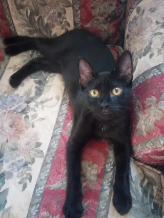 Echo