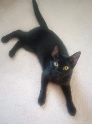Echo