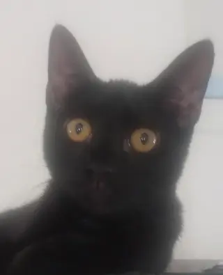Echo