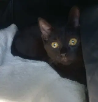 Echo