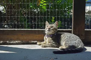Season Kitties : Summer