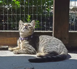 Season Kitties : Summer
