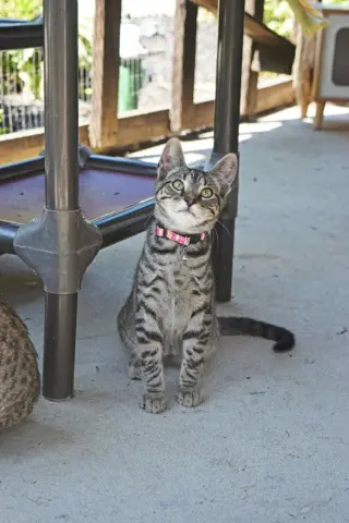 Season Kitties : Fall