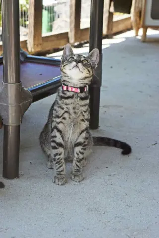 Season Kitties : Fall