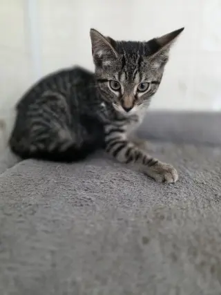 Season Kitties : Fall
