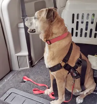 Delilah