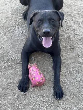Buddy
