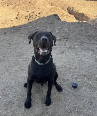 Buddy
