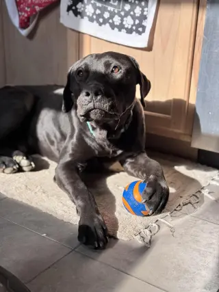 Buddy