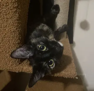 Luna #full-of-surprises