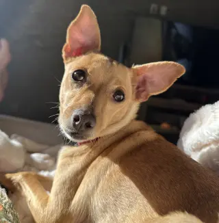 Maggie