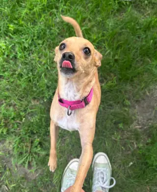 Maggie