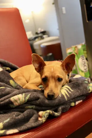 Maggie
