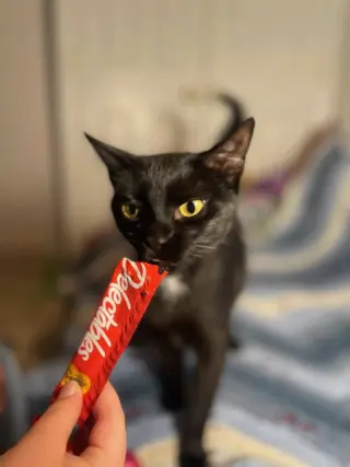 Hershey