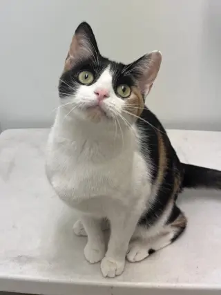 Snickers