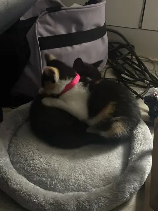 Snickers