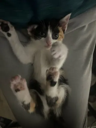 Snickers