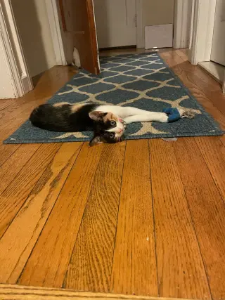 Snickers