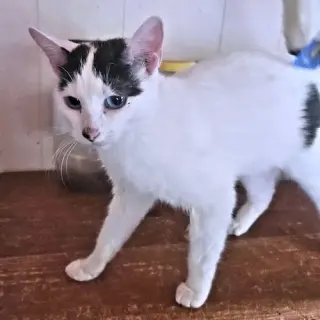 Tammy