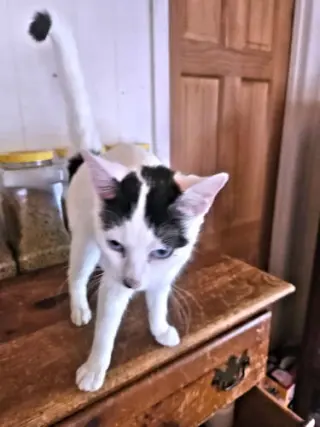 Tammy