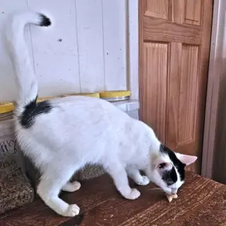 Tammy