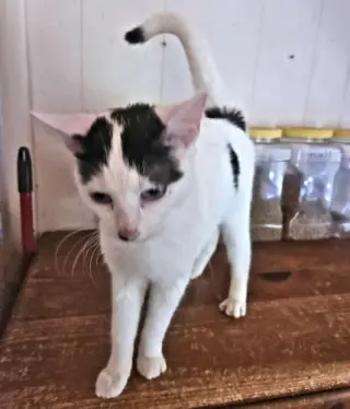 Tammy