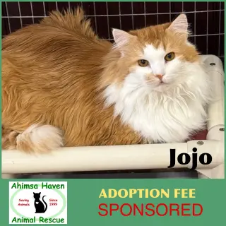 JoJo