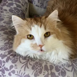JoJo