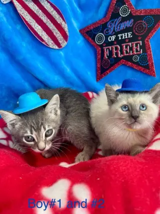 Bon Jovi