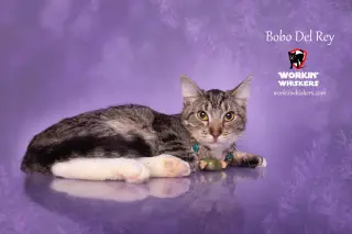 BOBO DEL REY